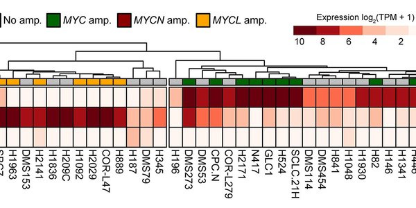 MYC paralog-dependent apoptotic priming orchestrates a spectrum of vulnerabilities in small cell lung cancer.